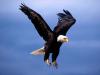   Flying Eagle