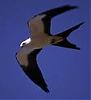   Swallowbird
